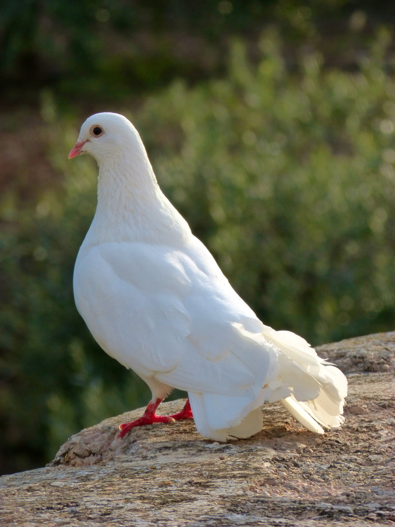 vertebrate, no people, outdoors, animal, paloma, brown stone, 4K, one animal, animal wildlife, white dove, perching, seagull, side view, dove, day, animals in the wild