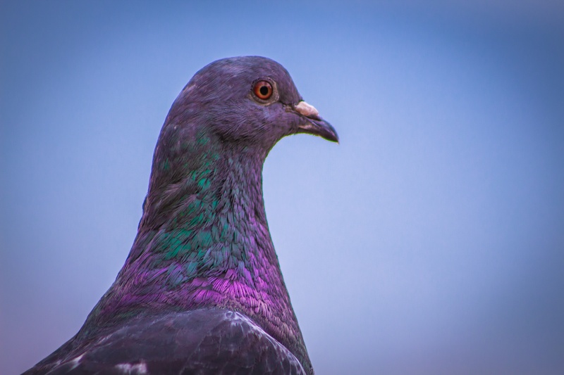 city, paloma, animals in the wild, wildlife, wild, vertebrate, nature, plumage, dove, animal, profile view, south, blue, animal head, animal wildlife, one animal