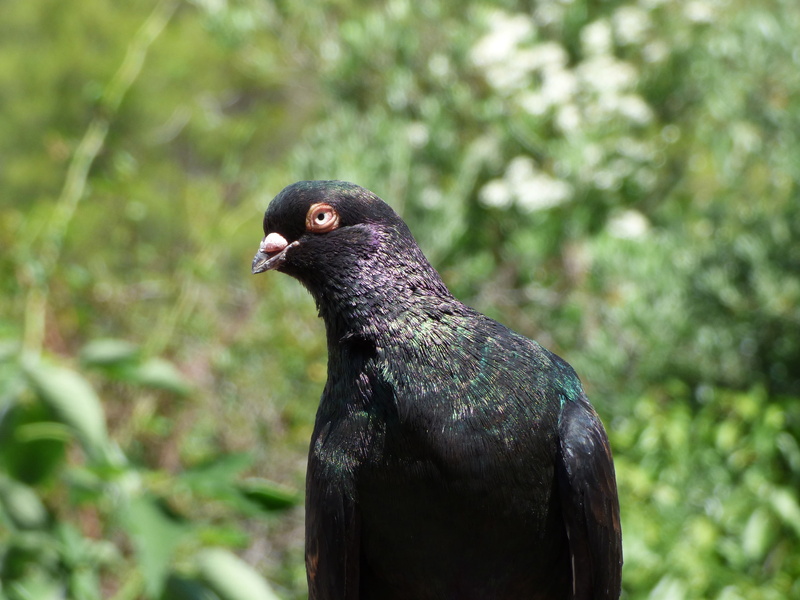 outdoors, 2K, plant, day, animal eye, iridescent, breeding, animal body part, montsant, beak, black color, looking, one animal, no people, animals in the wild