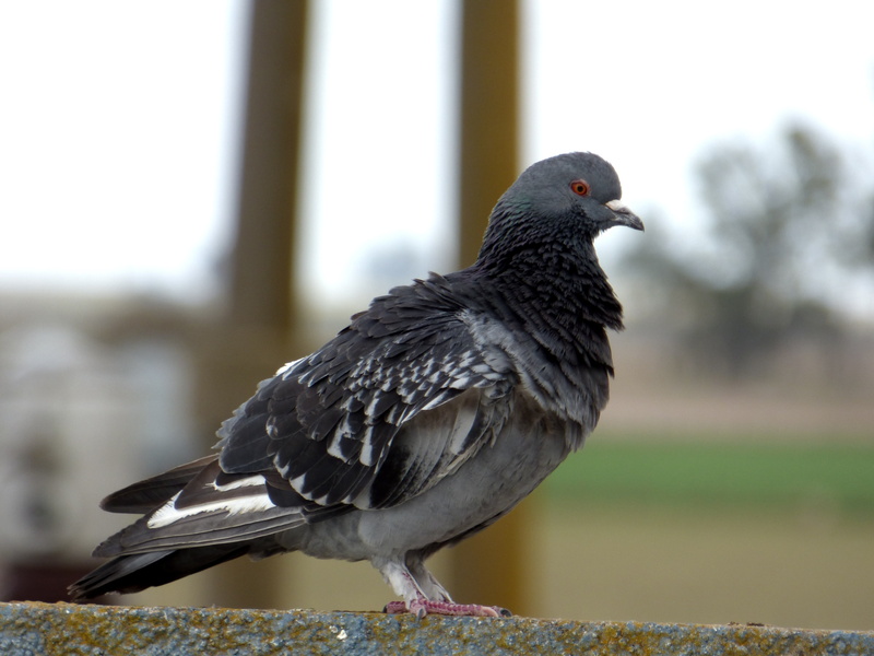 animal, animal wildlife, pigeon, side view, full length, nature, perching, feather, animal themes, black color, day, no people, paloma, bird, ave, 4K