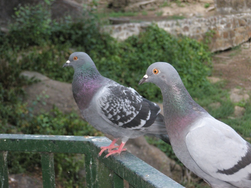 animal themes, two animals, birds, perching, close-up, no people, animal, animal wildlife, bird, fence, nature, railing, animals in the wild, pigeons, outdoors
