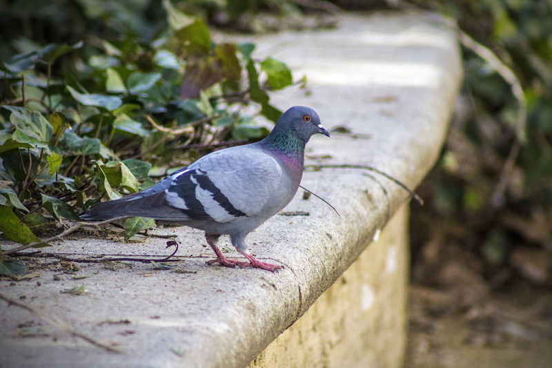 columba livia, bird, outdoors, full length, mourning dove, focus on foreground, feathers, urban, plant, ivy, bank, animal, paloma, urban square, wings