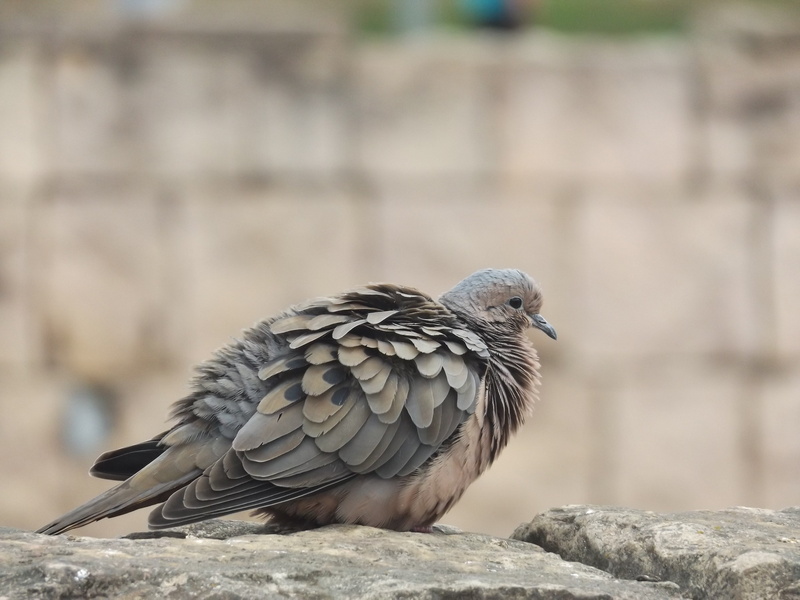 outdoors, perching, animal world, animal wildlife, day, birds, animals in the wild, palomo, paloma, focus on foreground, one animal, animal, ave, pigeon