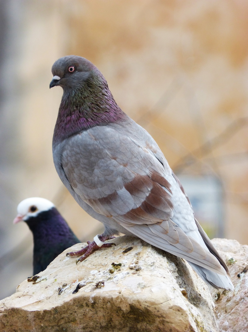 lookout, day, vertebrate, solid, animal, 4K, mourning dove, bird, perching, pigeon racing, no people, paloma, fauna, two animals, profile view, close-up