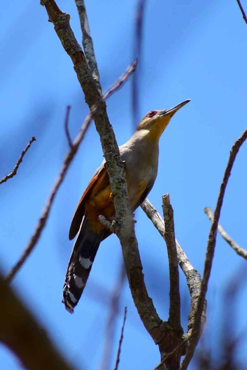 flight, ave, focus on foreground, perching, wild, birds, plant, pen, outdoors, colorful, peak, one animal, blue, plumage, vertebrate, branch, feathers