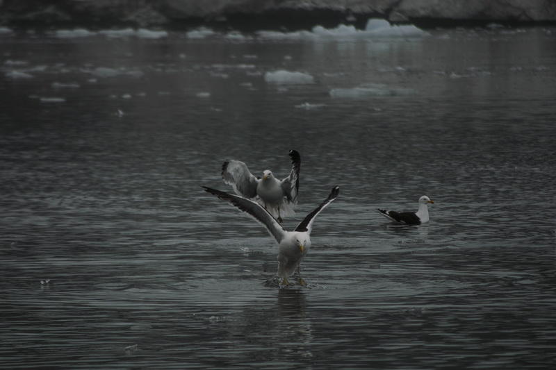 ice, rubble, sea, animal themes, peak, dom, water bird, ocean, birds, bird, group of animals, flight, fly, beauty in nature, black and white, antarctica