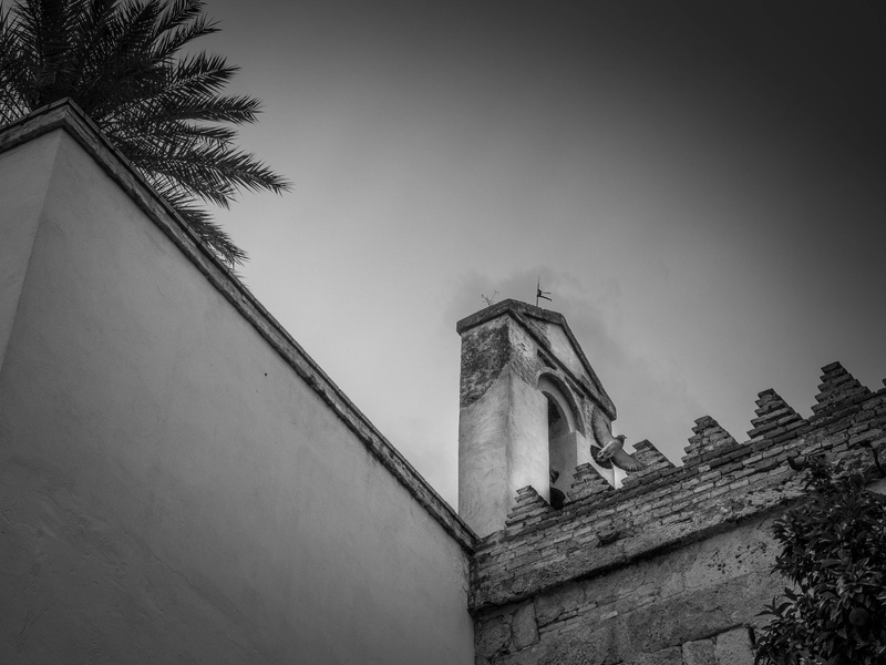 paloma, tilt, architecture, black and white, the past, plant, tower, building exterior, 4K, copy space, history, low angle view, wall - building feature
