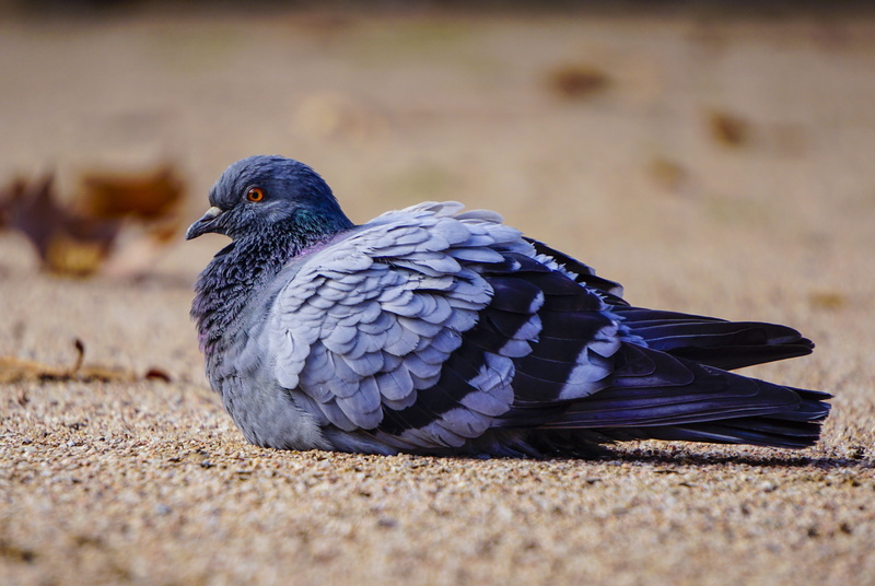 paloma, animal city, wild life, 4K, animal, day, land, feather, vertebrate, peak, close-up, birds, pigeon, animalia, pen, bird, selective focus, nature