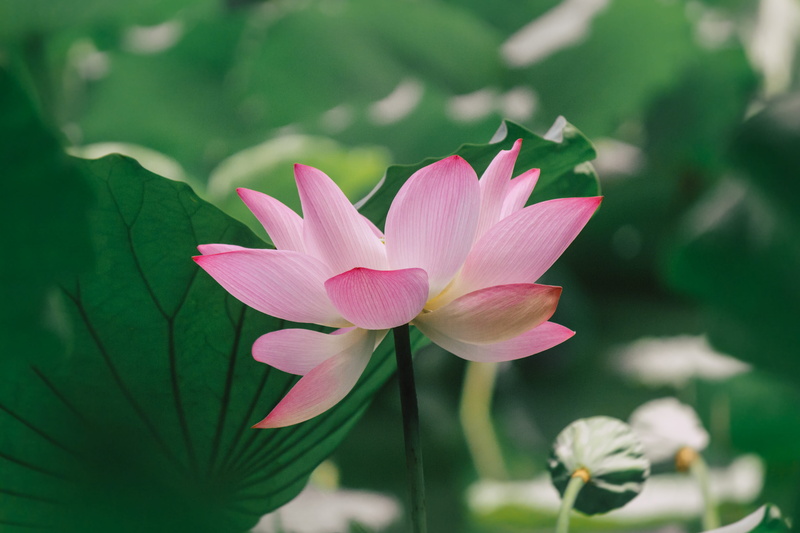 plant part, pond, summer, lake, freshness, no people, inflorescence, water lily, petal, lotus, leaf, growth, greenery, plant, fragility, flowering plant