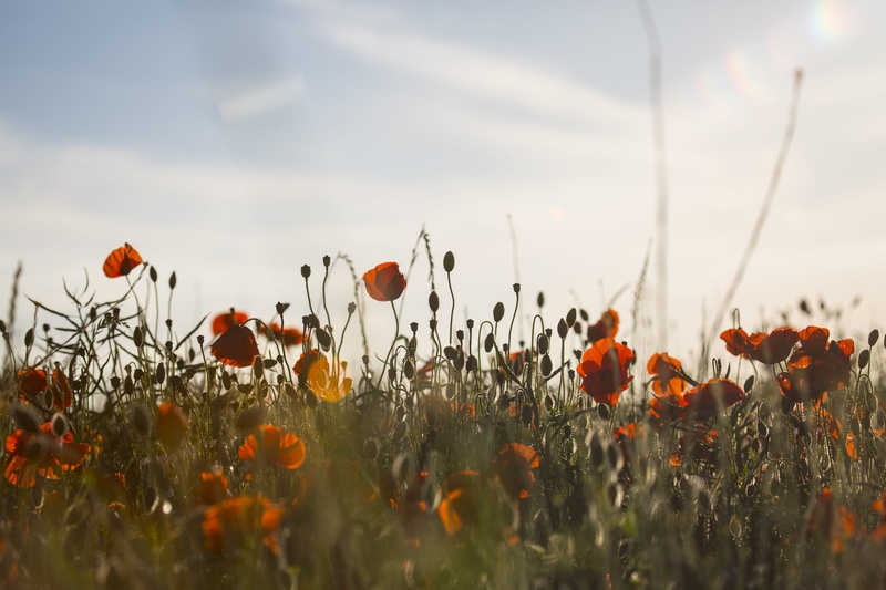 plant, nature, land, filed with flowers, orange, outdoors, red flower, vulnerability, summery, summer vibe, 5K, petal, filed, bird, no people, close-up