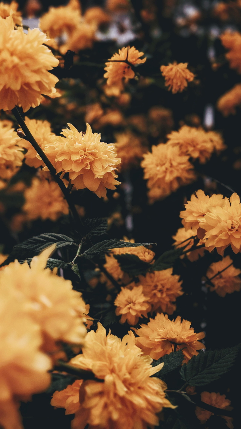 petal, outdoors, fragility, flora, selective focus, bunch, detail, retro, nature, macro, flower head, sunlight, plant, inflorescence, bloom, yellow, leaf