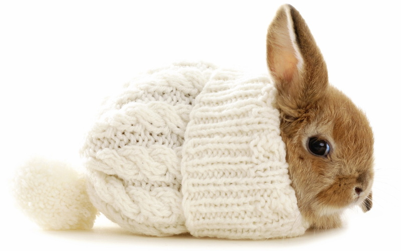 white color, rabbit - animal, Beanie, close-up, wool, cut out, cute, warm clothing, one animal, baby, domestic animals, 1080P, softness, white, animal themes