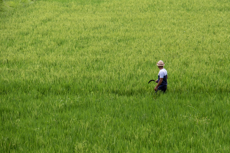 5K, farmer, outdoors, green color, vegetation, field, adult, tree, plant, grass, human, nature, beauty in nature, farm, holding, environment, day, growth