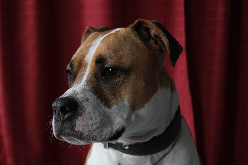 brown, domestic animals, pets, one animal, dog, animal body part, terrier, looking, no people, curtain, tan, american staffordshire, wearing, indoors, focus on foreground