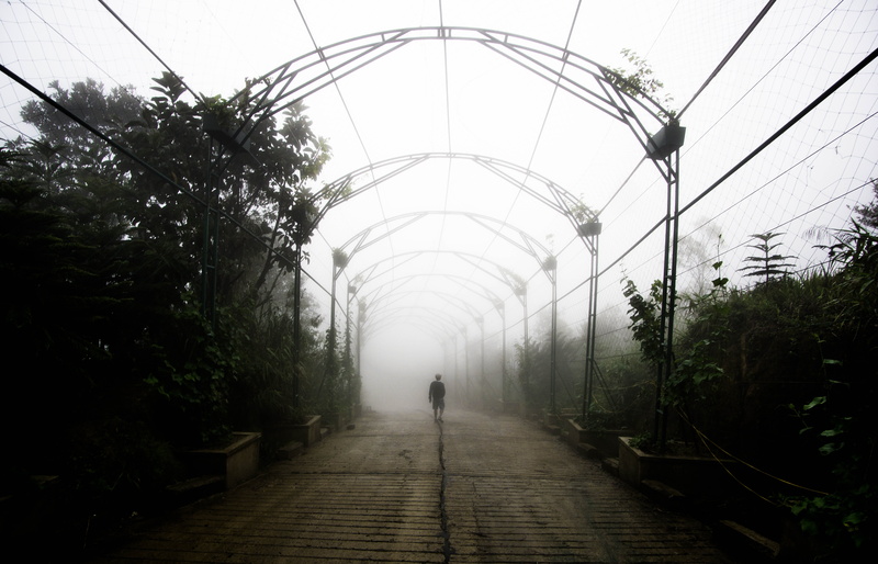 person, transportation, diminishing perspective, fog, bà nà hills, walk, nature, day, rokinon, pathway, direction, rear view, path, walking, mysterious