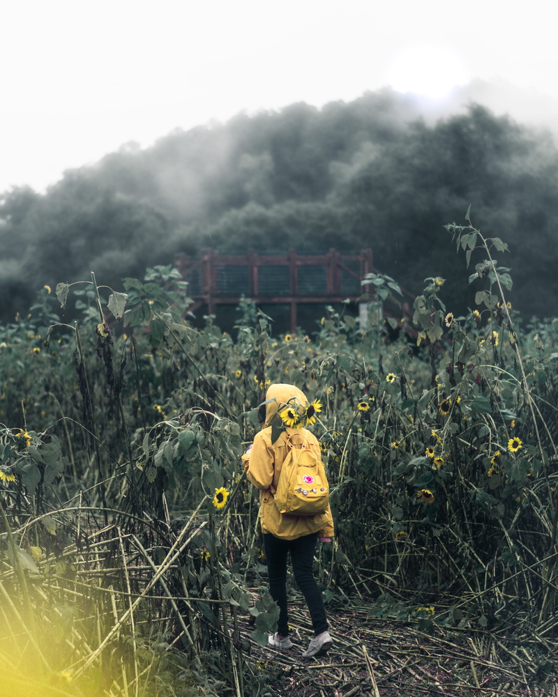 backpacker, yellow, 4K, industry, pollution, manual Worker, firefighter, smoke - Physical Structure, occupation, action, foggy, carrying, danger, tree