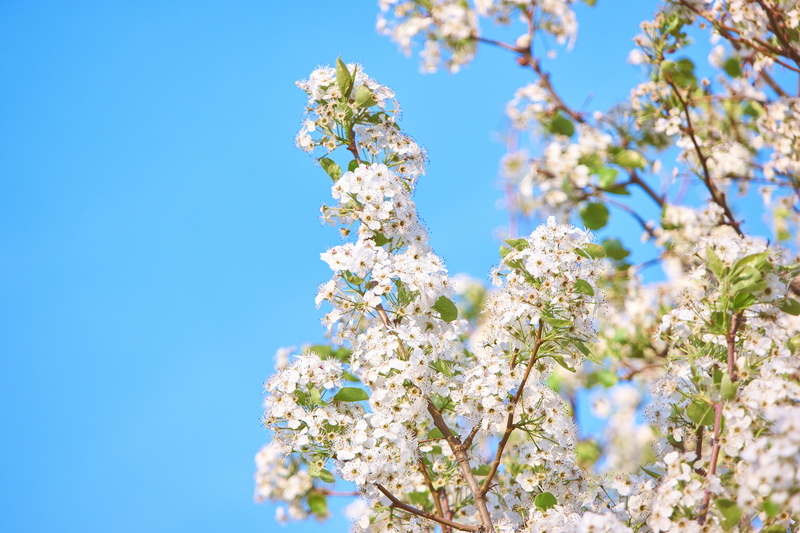 cherry blossom, sky, beautiful, plant, 5K, petals, low angle view, nature, freshness, blossom, growth, flower head, leaves, aesthetic, flower, close-up