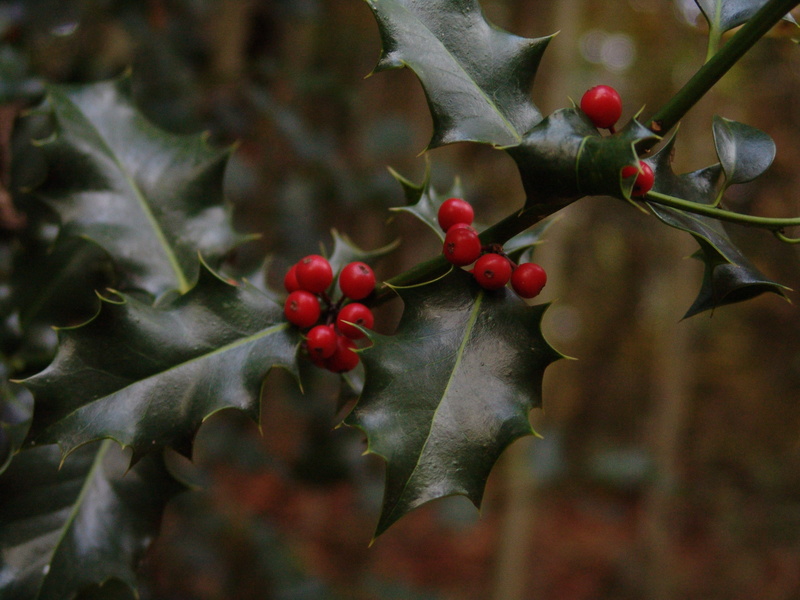 branch, berry fruit, food, aesthetic, blur, fruit, tree, flora, nature, autumn, healthy eating, beauty in nature, leaves, natural condition, outdoors, leaf