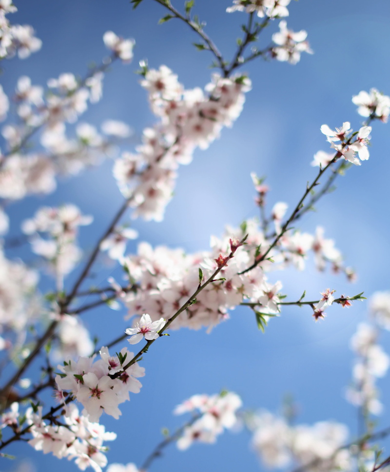 flower, cherry tree, petals, no people, focus on foreground, plant, fragility, blur, nature, white, tree, sky, close-up, branch, bokeh, cherry blossom