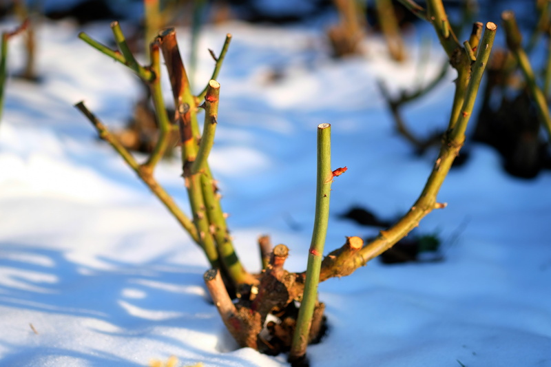 selective focus, white, wintry, beauty in nature, no people, nature, winter, shadow, focus on foreground, wild rose, snow, bright, tranquility, garden