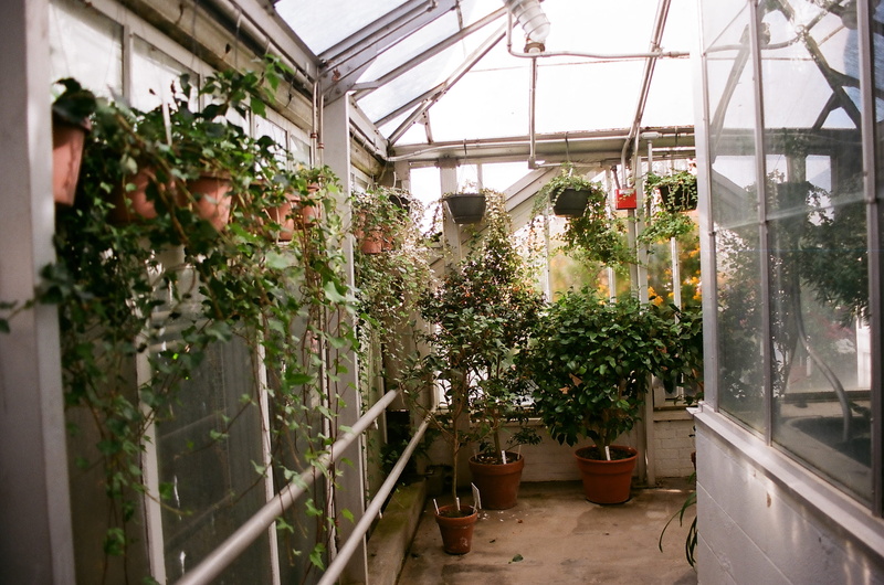 plants, flower pot, northampton, freshness, hanging, botany, potted plant, nature, plant, no people, growth, beauty in nature, plant nursery, 2K, indoors