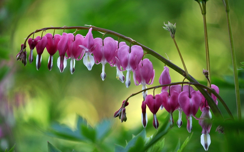 Flowers, Heart, flower, Pink, 1080P, petaled, Broken, bud, purple