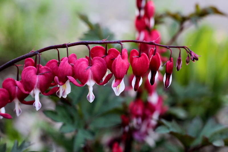 spring, flowering plant, close-up, flower, food, broken heart, day, dicentra valentine, flowers, growth, branch, food and drink, outdoors, pink color, 5K