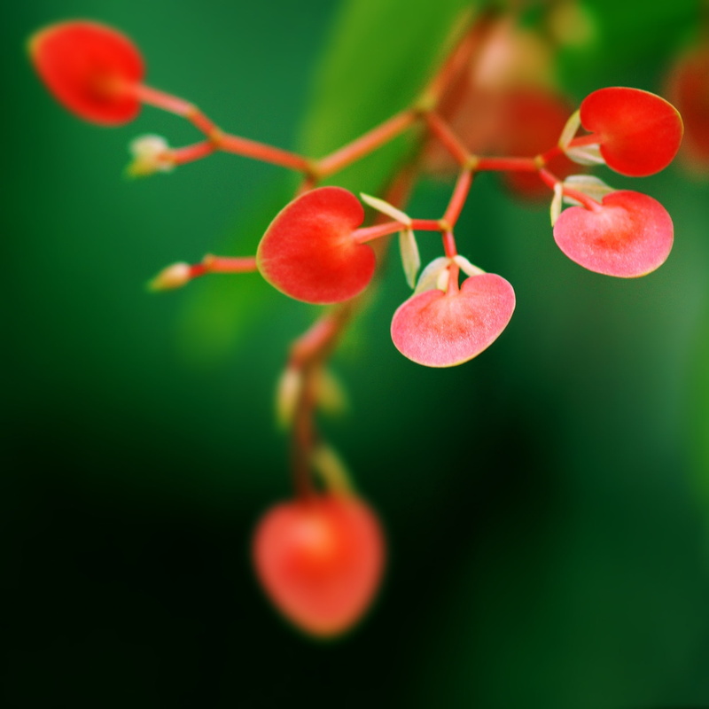  1080P, heart, photo, broken, macro, flowers
