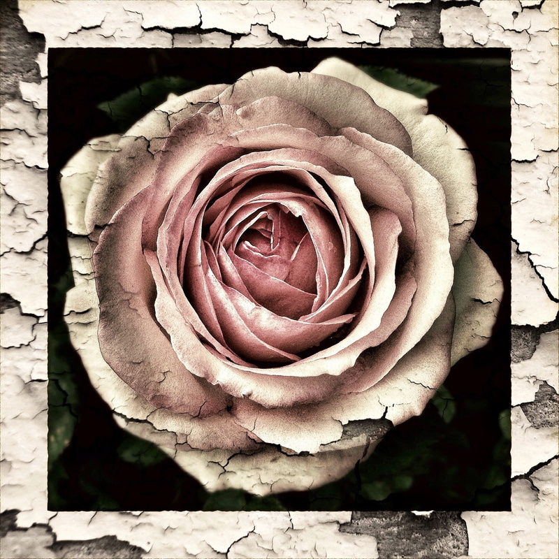 1080P, broken, flowers, plant, directly above, fragility, flower, transient, inflorescence, close-up, antique, old, rose - flower, no people, flowering plant
