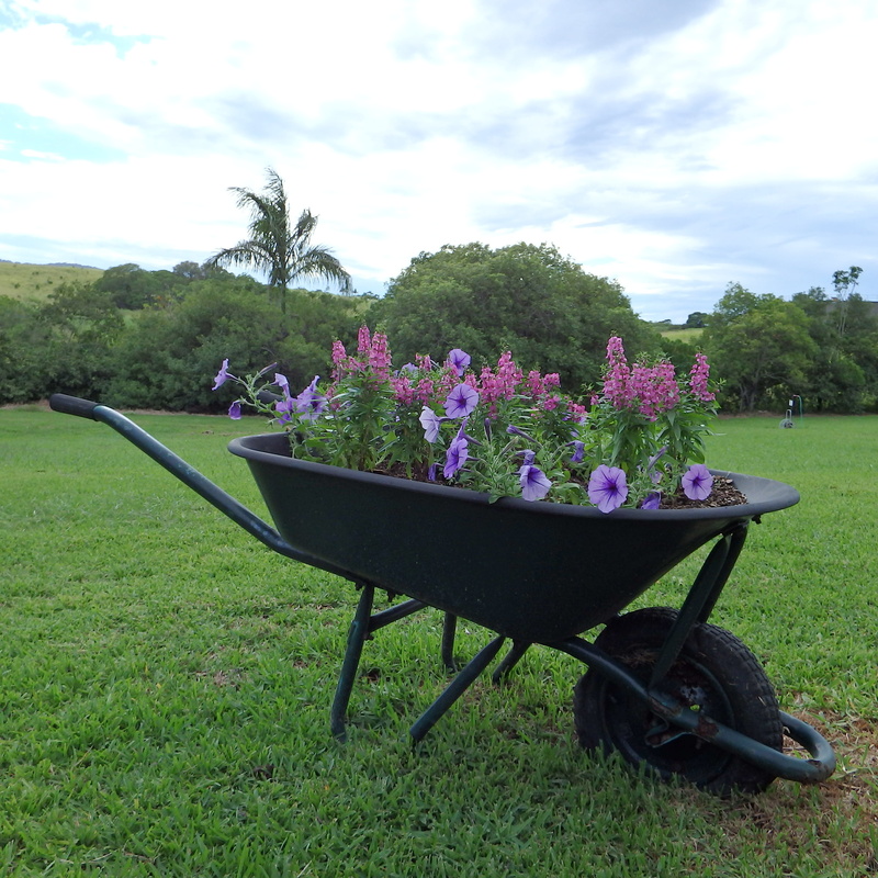 pink, scenic, season, sky, farm, park, purple, rustic, nature, seat, weather, cottage, scene, land, wheelbarrow, blue sky, barrow, green, scenery, grass