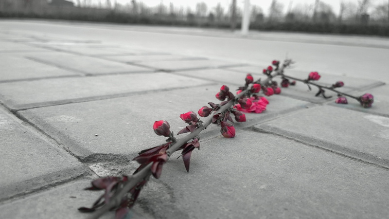 day, die, flower, footpath, beauty in nature, broken branch, in a row, close-up, concrete, plant, flowering plant, 2K, street, pink color, red, abandoned