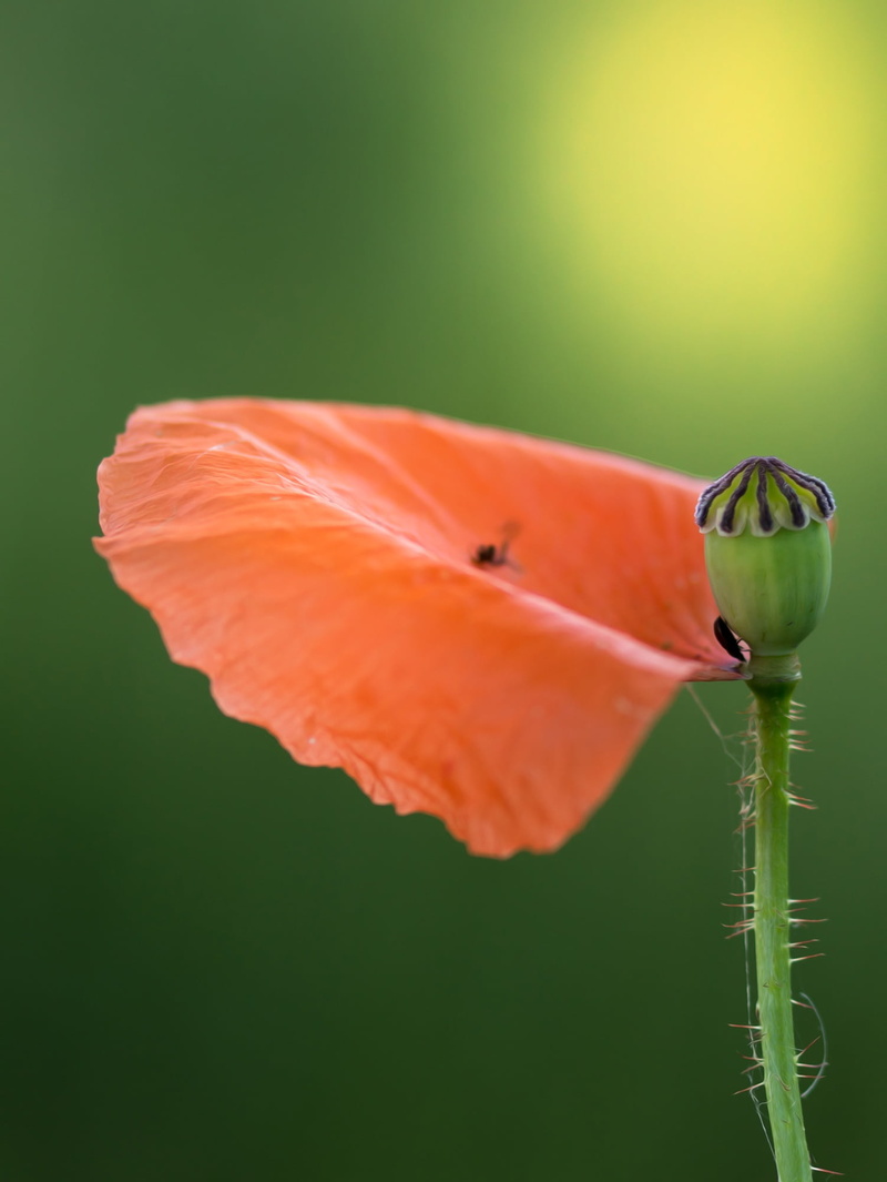 fragility, blossom, plant part, green, no people, blossoms, spring, beauty in nature, nature, klatschmohn, bud, flora, macro, growth, 1080P, close, green color
