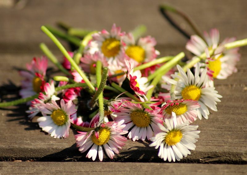 flower arrangement, season, growth, flower head, fresh, beauty in nature, selective focus, spring, daisies, broken, petal, springtime, flowering plant