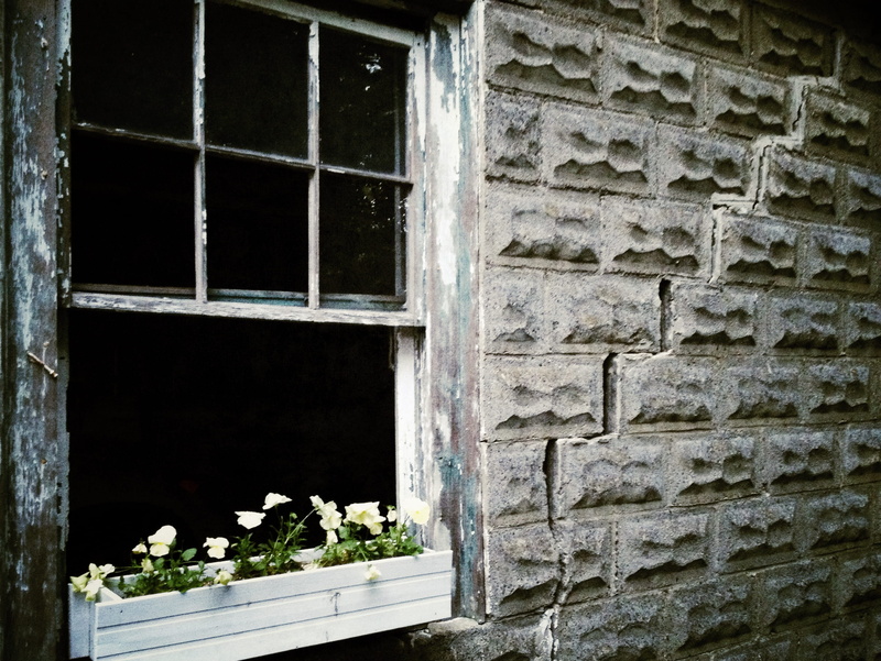 window, building exterior, abandoned, crack, brick wall, building, plant, built structure, open window, deterioration, nature, cracked, flower box, architecture