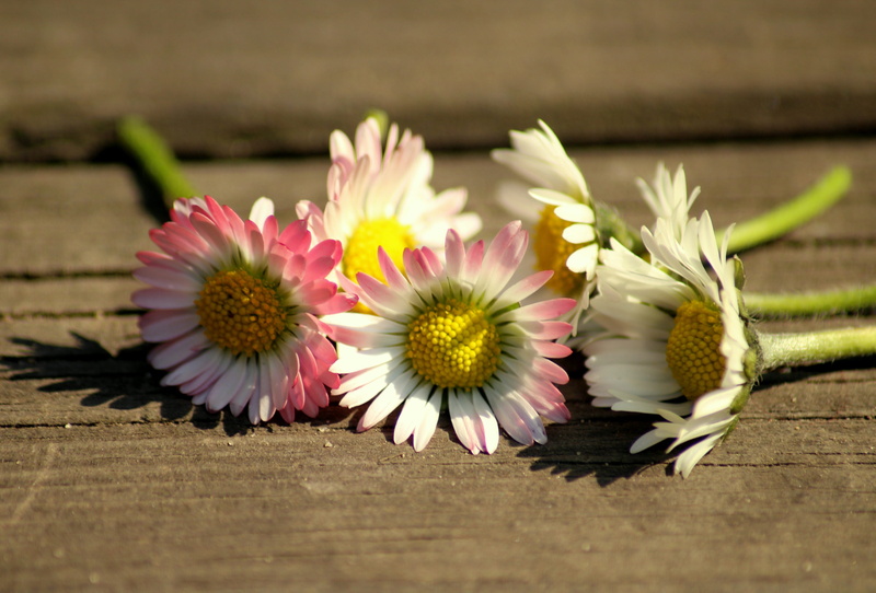 vulnerability, daisy, flowering plant, 4K, the environment, fresh, flower, wood - material, close-up, broken, pollen, nature, freshness, plant, day, beauty in nature
