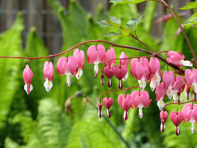 growth, pink color, focus on foreground, softness, vulnerability, flowering plant, broken hearts, day, freshness, bloom, beauty in nature, petal, heart
