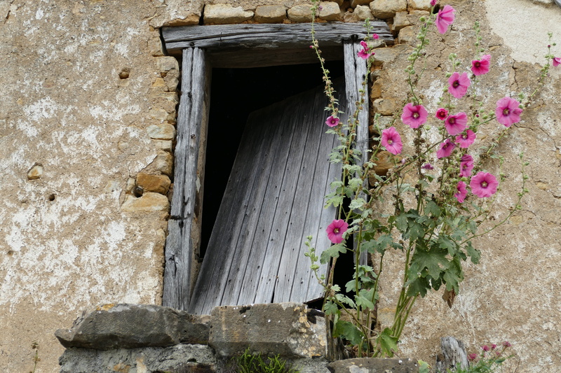 rose, untitled, beauty in nature, flowering plant, wall, broken, freshness, arch, old, pink, neglected, door, nature, plant, building, building exterior