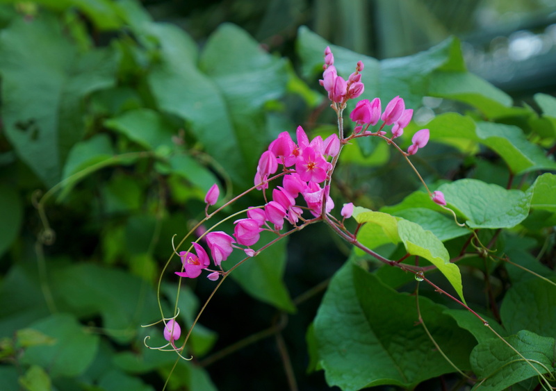 focus on foreground, flower, flower head, butterfly - insect, bunches of flowers, green color, leaf, vulnerability, plant part, freshness, growth, day
