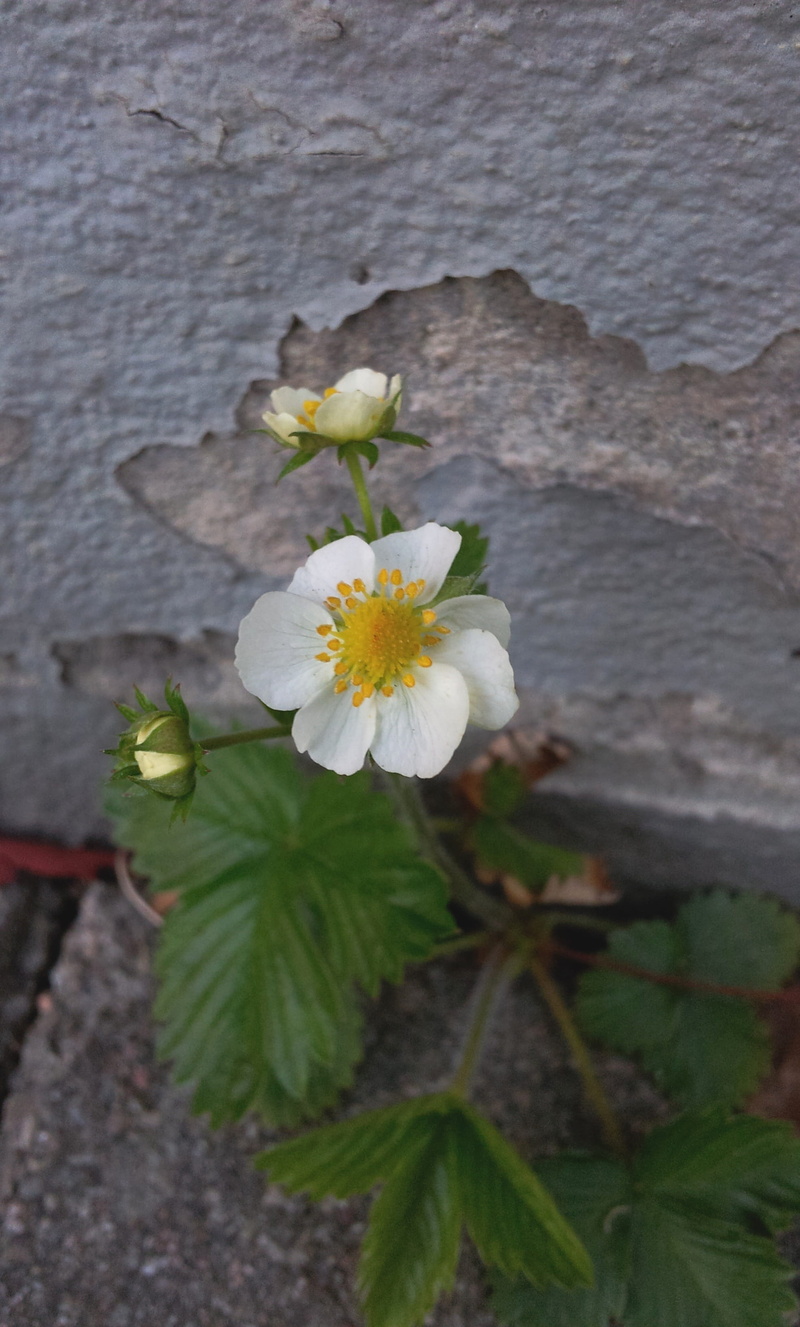 botany, flower, nature, red berries, flower head, day, inflorescence, 2K, fragility, leaf, beauty in nature, pollen, berry, vulnerability, broken, no people