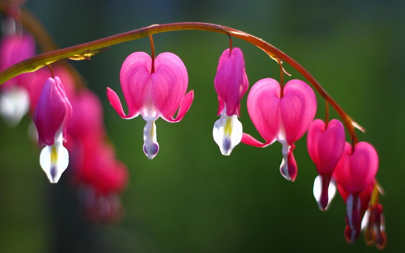 1080P, broken, heart, flowers
