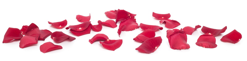 indoors, panoramic, white background, surface, rose - flower, group, breaking, beauty in nature, white, rose, red, food and drink, close-up, flower, group of objects
