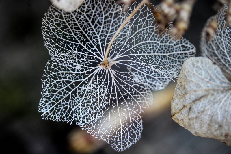 focus on foreground, white, selective focus, spider web, fragility, day, beauty in nature, hydrangea flower, photo, natural pattern, broken flowers, macro