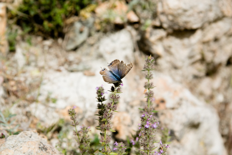 animal themes, no people, hike, natural, animal wildlife, wing, selective focus, fragility, purple, people, solid, butterfly - insect, 4K, flower head