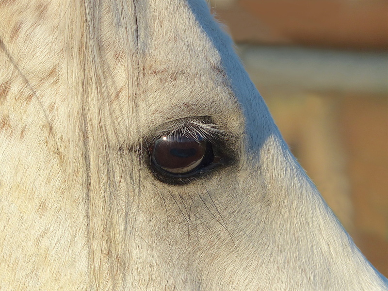 animal, careful, one animal, animal body part, look, eyeball, animal head, mammal, day, domestic, animal wildlife, animal eye, vertebrate, close-up