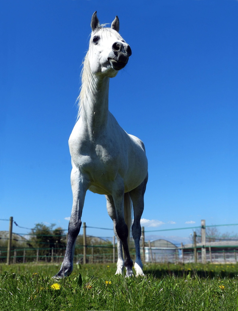 grass, standing, 2K, herbivorous, domestic, no people, arabic, plant, mammal, vertebrate, sky, field, day, livestock, yk, outdoors, nature, thoroughbred