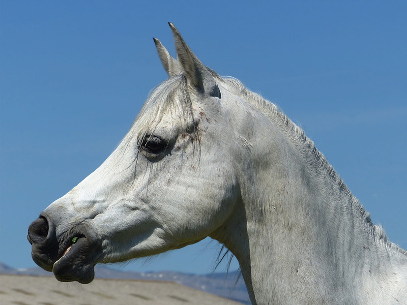 animal eye, animal themes, animal, outdoors, equine, animal head, herbivorous, blue, clear sky, horse, nature, vertebrate, head, profile, livestock