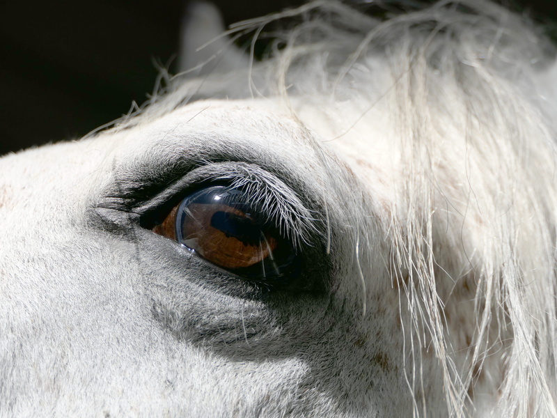 domestic, animal themes, eyeball, pure-blood, animal body part, white, close-up, vertebrate, domestic animals, equine, portrait, psa, herbivorous