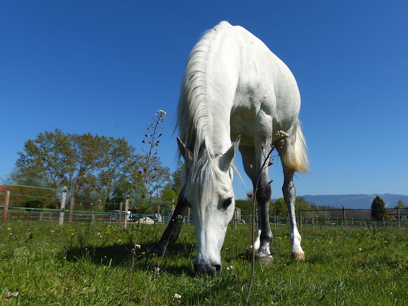 yk, nature, grazing, pets, field, livestock, ranch, sky, paddock, domestic, arabic, browse, animal themes, landscape, animal, plant, pre, psa, animal head