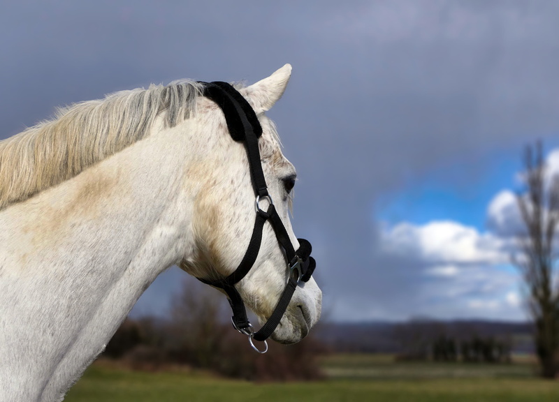 sky, 4K, day, cloud, ranch, pure arab blood, white, threatening, land, outdoors, one animal, animal, livestock, domestic animals, focus on foreground