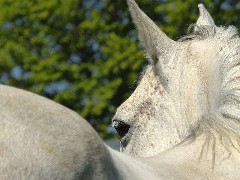 day, profile view, focus on foreground, animal themes, herbivorous, white, working animal, no people, nature, animal head, mammal, one animal, psa, animal
